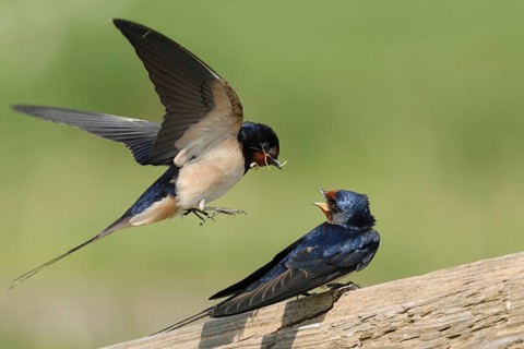 Presentation of a bridal gift... Barn Swallows (Hirundo rustica), pair, couple in courtship