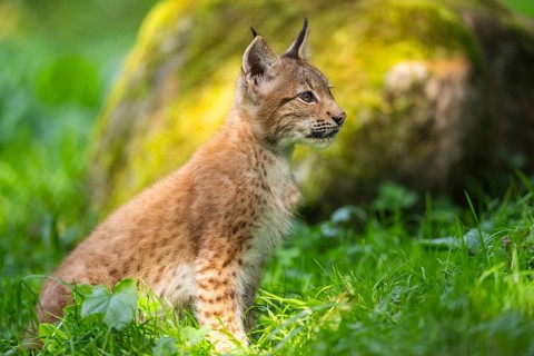 Eurasian lynx (Lynx lynx) youngster on a meadow, Bavaria, Germany, Europe