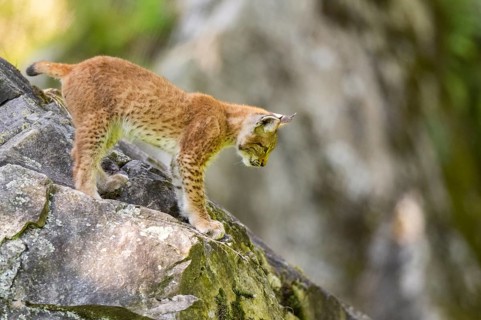 Eurasian lynx (Lynx lynx) youngster climbing on a rock, Bavaria, Germany, Europe