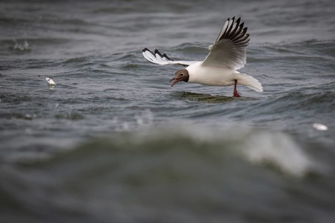 Black-headed gull (Chroicocephalus ridibundus) in summer plumage, flying above the sea surface,