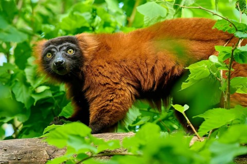 Red ruffed lemur (Varecia rubra), gazing curiously surrounded by lush greenery, France, Europe