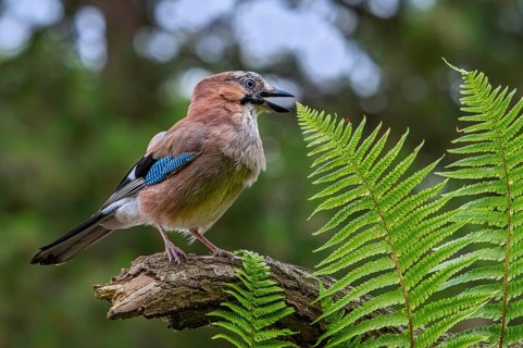 Eurasian jay, European jay (Garrulus glandarius, Corvus glandarius) calling from tree branch with