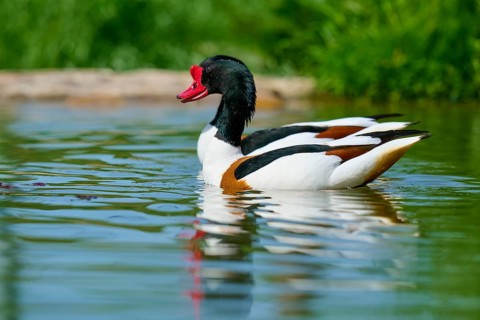 Shelduck (Tadorna tadorna), with striking colours swimming relaxed in the water, France, Europe