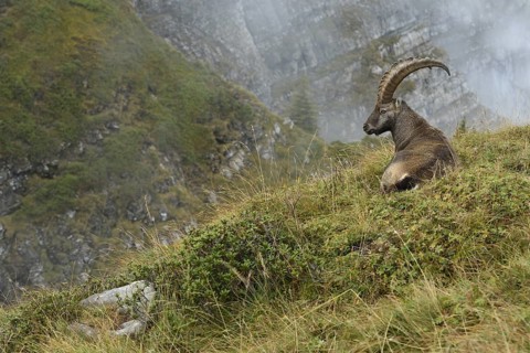 In the high alpine habitat of the ibex... Alpine ibex (Capra ibex), ibex resting, lying in the