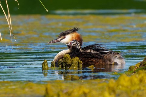 Great Crested Grebe with chicks on its back resting in the water next to plants, Great Crested
