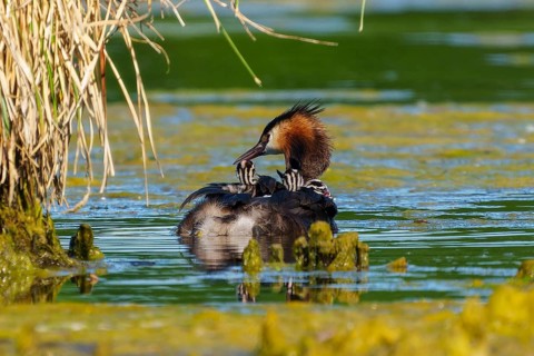 A bird with its young in the water, the surroundings peaceful and surrounded by reeds, Great