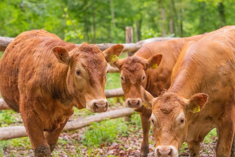 Three brown cows standing close together in front of a wooden fence in a forest, Waldweide