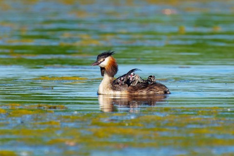 A great crested grebe with chicks swims calmly in the water, Great crested grebe, (Podiceps