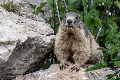 Marmot (Marmota marmota), Monte Baldo, Italy, Europe