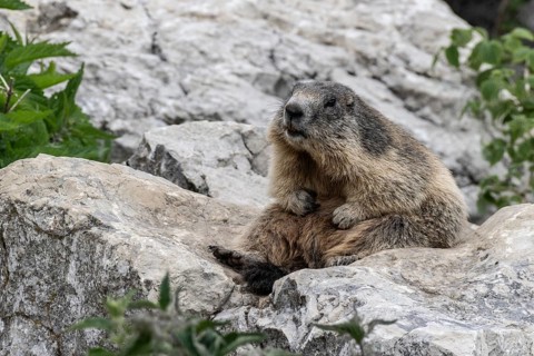 Marmot (Marmota marmota), Monte Baldo, Italy, Europe