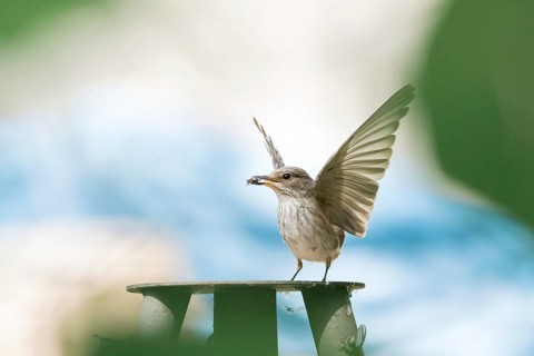 A grey flycatcher (Muscicapa striata) with outstretched wings holding prey in its beak against a