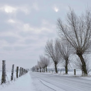 Lined with pollarded willows (Salix sp.) ... Bislicher Insel in winter, small ice-covered road