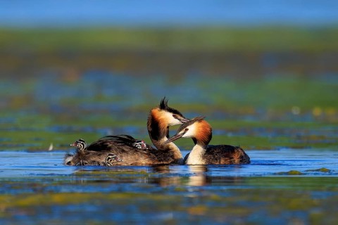 Great Crested Grebe, (Podiceps Scalloped ribbonfish), with chicks, wildlife, Germany, Europe