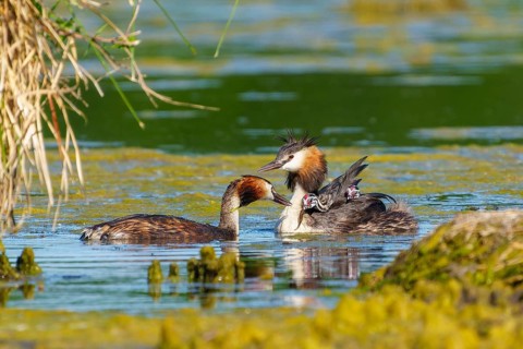 Two adult great crested grebes with chicks on their backs swimming together in the water, Great