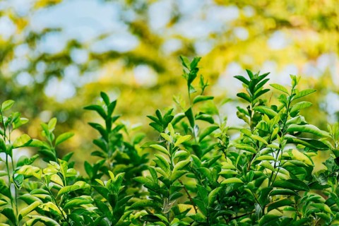 Background of green lemon leaves outdoors. Indian lemon leaves outdoors, Background