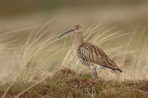 In the habitat... Eurasian curlew (Numenius arquata) in the dunes of the North Sea, standing on a
