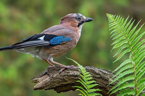 Eurasian jay, European jay (Garrulus glandarius, Corvus glandarius) perched on tree branch with