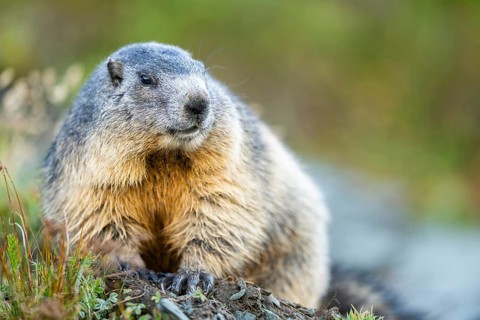 Alpine marmot (Marmota marmota) in autumn, Grossglockner, High Tauern National Park, Austria,