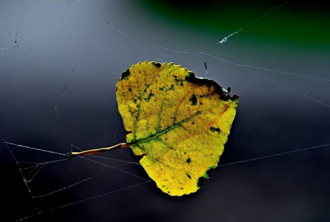 Colourful birch leaf (Betula pendula) in a spider's web, Poel Island, Mecklenburg-Western