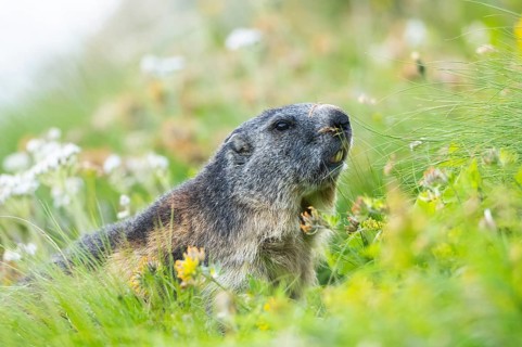 Alpine marmot (Marmota marmota) in autumn, Grossglockner, High Tauern National Park, Austria,