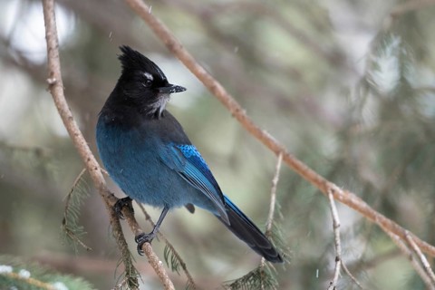 Sapphire blue... Steller's Jay (Cyanocitta stelleri) perched in a conifer tree, watching back over
