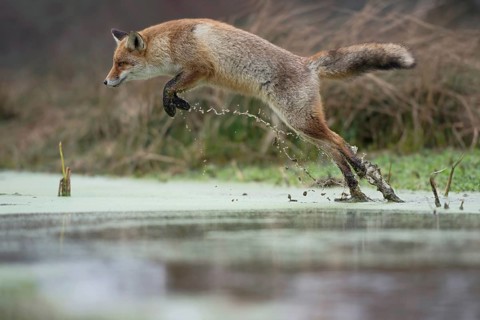 The jump... Red fox (Vulpes vulpes), fox crosses a marshy stream with an impressively long, high