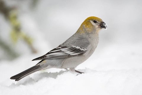 On the ground... Hakengimpel (Pinicola enucleator), female foraging in the snow, also native to
