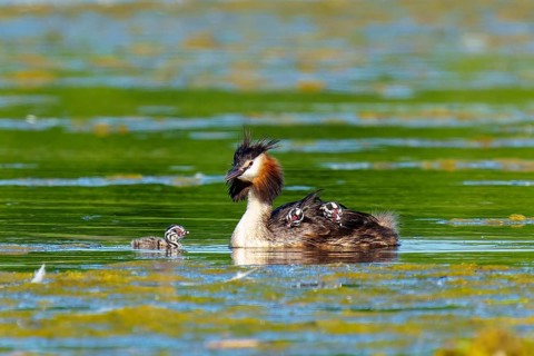A bird in the water with its young, the atmosphere is calm and the surroundings are spacious, Great