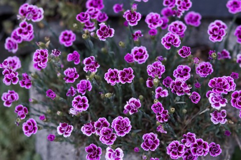 Variety of pink carnation blossoms (Pink Kisses) showing in full bloom and contrasting with the