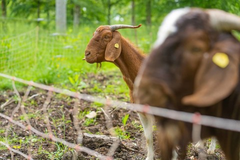 Close-up of a goat in the green behind a fence, Gechingen forest pasture, compensation project for