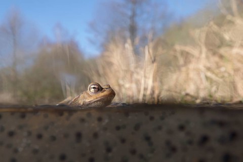 Spawning time... Common toad (Bufo bufo) in water, pond, sitting in a pond in early spring on