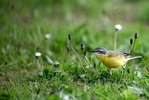 Yellow wagtail (Motacilla flava), in a meadow, Lower Rhine, North Rhine-Westphalia, Germany, Europe
