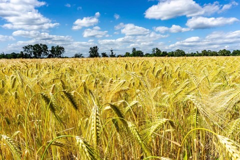 Grain field, in front of harvest, barley, near Bottrop-Kirchhellen, North Rhine-Westphalia,