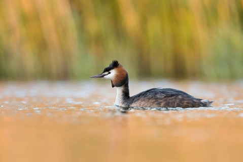 Spring... Great Crested Grebe (Podiceps Scalloped ribbonfish) in splendid breeding plumage early in