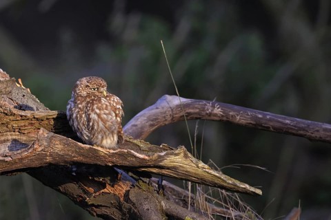 In an old pear tree... Little owl (Athene noctua) enjoying the warming morning sun on an old