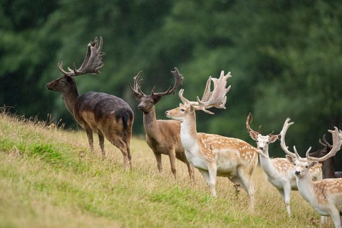 European fallow deer (Dama dama) stags on a meadow, tirol, Kitzbühel, Wildpark Aurach, Austria,