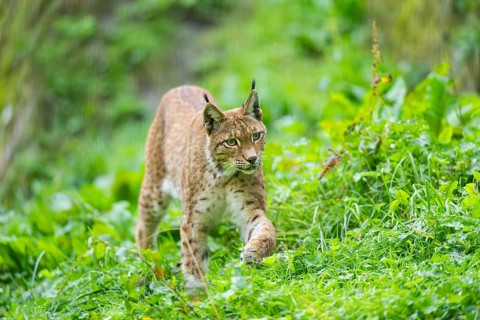 Eurasian lynx (Lynx lynx) on a meadow, Austria, Europe