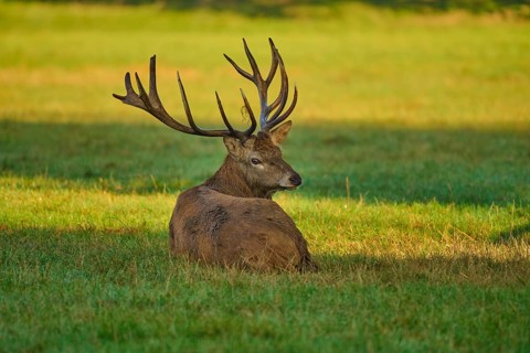 Red deer (Cervus elaphus), with antlers lying in the grass, illuminated by warm light, Germany,