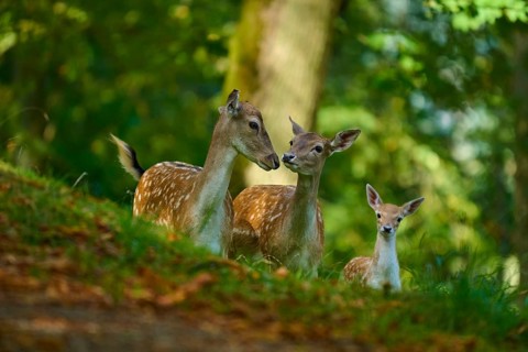 Fallow deer (Dama dama), female, three fallow deer with fawn harmoniously together in the forest,
