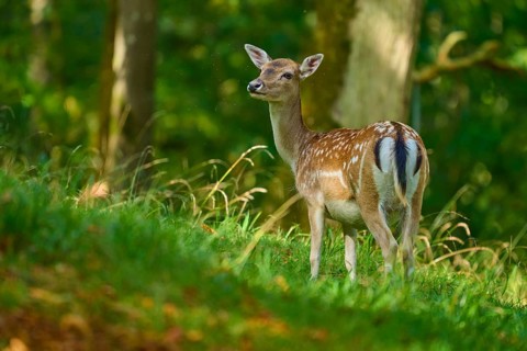 Fallow deer (Dama dama), female, standing attentively in a green forest landscape, Germany, Europe