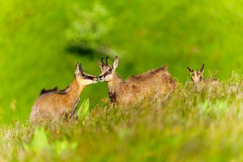 Three chamois standing together in a meadow and interacting with each other, chamois, chamois,