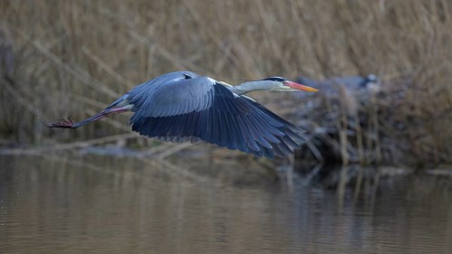 Grey heron (Ardea cinerea), in flight, heron breeding in the reeds behind, Neckar valley,