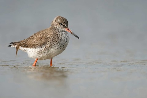 Wadden Sea habitat... Redshank (Tringa totanus), medium-sized limicole, wading bird foraging in the