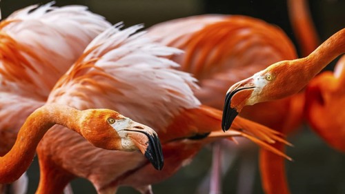 American flamingo, Phoenicopterus ruber, group of birds