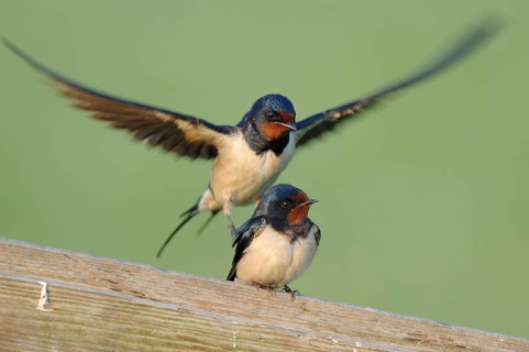 In courtship... Barn swallows (Hirundo rustica) in beautiful light during courtship, pair of barn