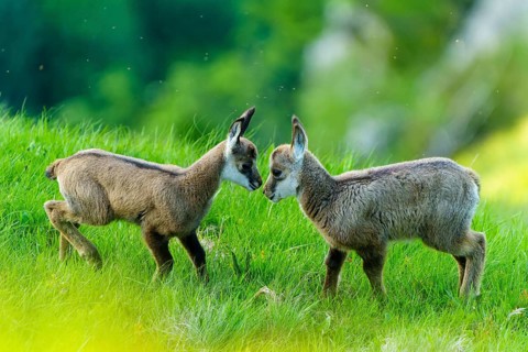Two young chamois in curious confrontation on a green meadow, chamois, chamois, (Rupicapra