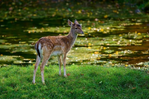 Fallow deer (Dama dama), looking around on a green meadow and being illuminated by the sun,