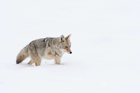 Through the deep snow... Coyote (Canis latrans) struggles through deep snow, the deep winter is