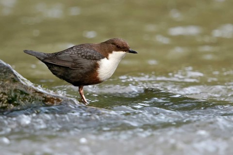 In the shelter of the stones... White-throated Dipper (Cinclus cinclus) foraging in and around