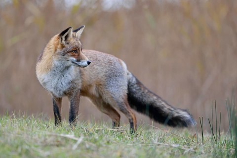 A look back... Red fox (Vulpes vulpes), strong fox in beautiful winter coat standing in a meadow on